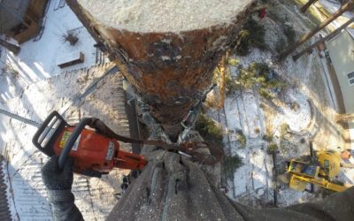 Спил и вырубка деревьев - Саранск, цены, предложения специалистов