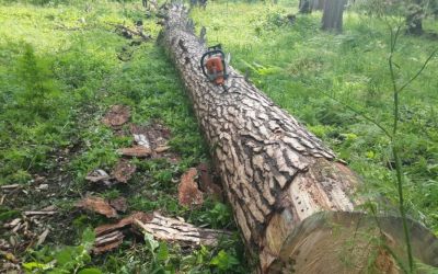 Спил и вырубка деревьев, корчевание пней - Саранск, цены, предложения специалистов