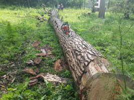 Спил и вырубка деревьев, корчевание пней стоимость услуг и где заказать - Саранск