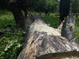 Спил и вырубка деревьев, корчевание пней стоимость услуг и где заказать - Саранск
